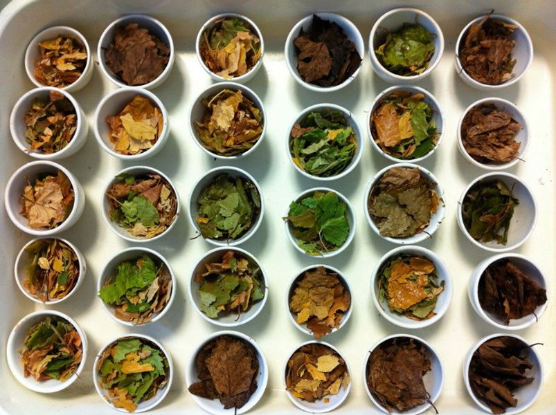 An overhead view of many circular vessels in a grid pattern that hold leaf fragments.